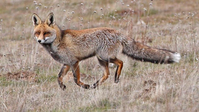 El zorro es uno de los mayores depredadores de la fauna cinegética.