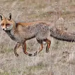 El zorro es uno de los mayores depredadores de la fauna cinegética.