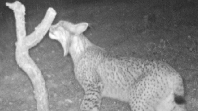 Imagen del lince fotografiado en Ciudad Real