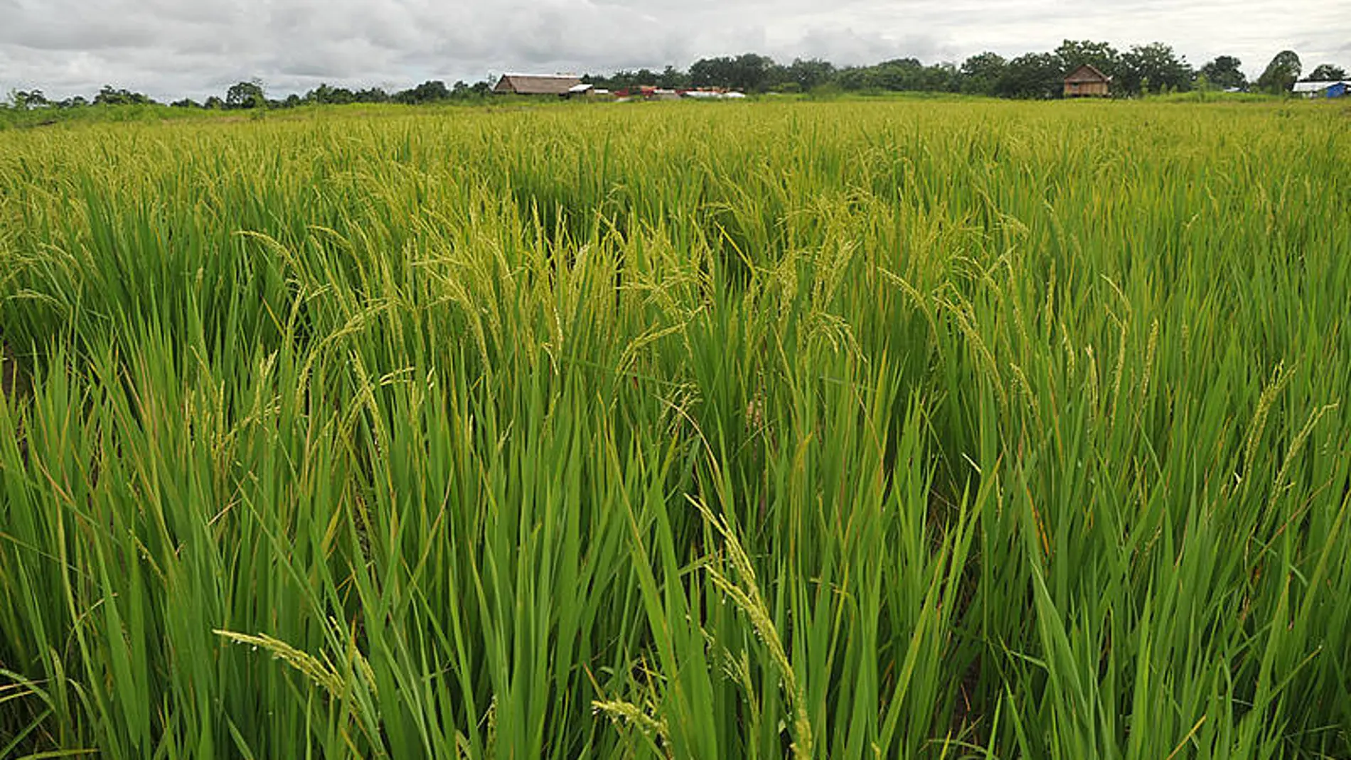 Desde hace ocho años, la caña de azúcar y la palma aceitera han sido las materias primas utilizadas para la producción de bioetanol y biodiésel respectivamente