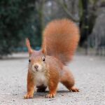 Un ejemplar de ardilla roja