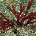 Las algas rojas acumulan contaminantes radiactivos