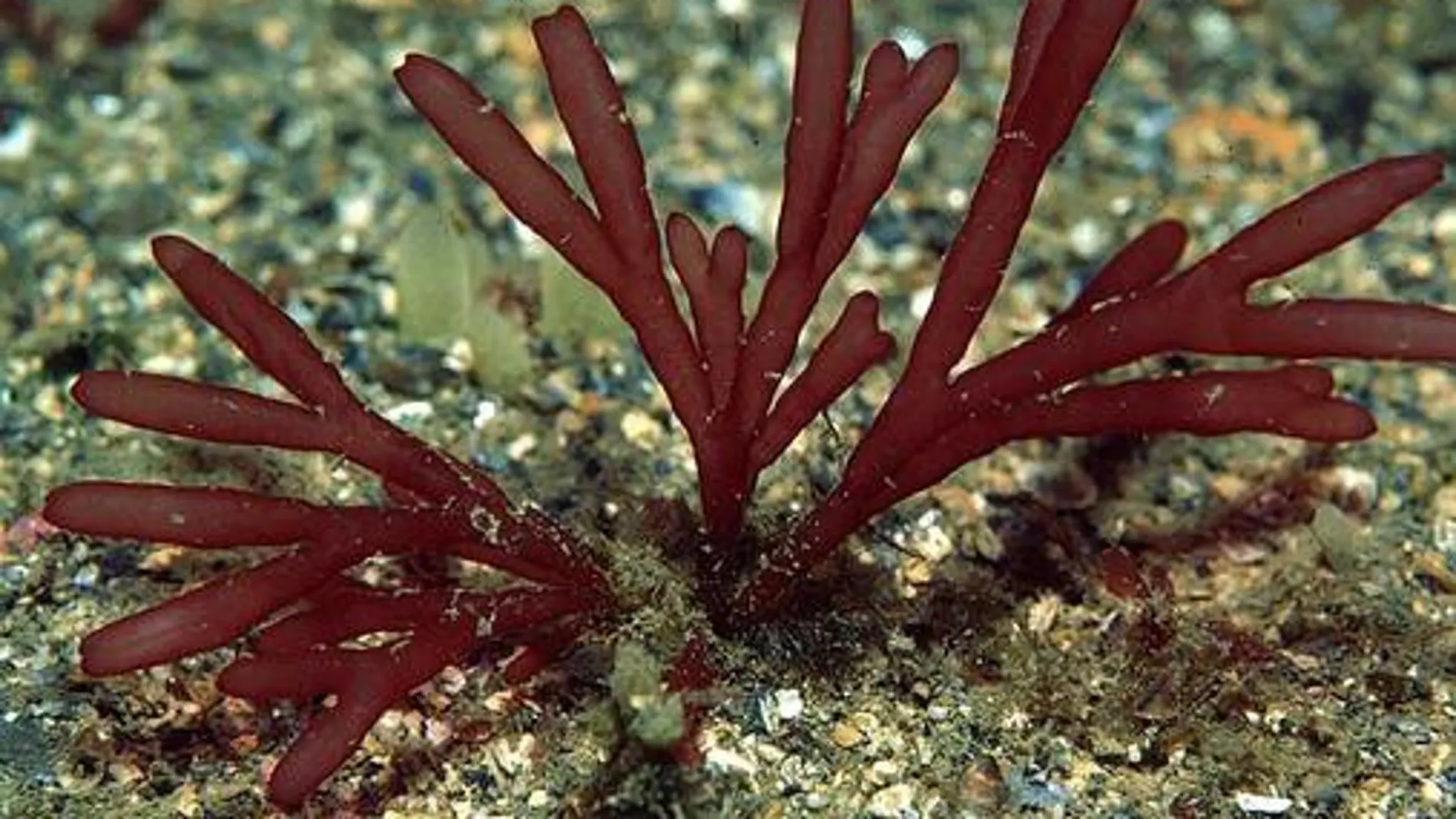 Las algas rojas acumulan contaminantes radiactivos