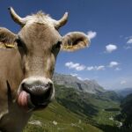 Imagen de archivo de una vaca en un paraje suizo
