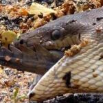Momento en el que la serpiente engulle el final de la cola del cocodrilo