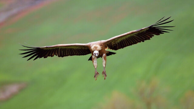 Buitre leonado