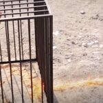 El piloto jordano en la jaula poco antes de ser quemado vivo