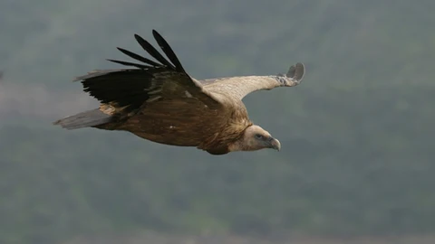 Buitre leonado fotografiado en Monfragüe (Cáceres)