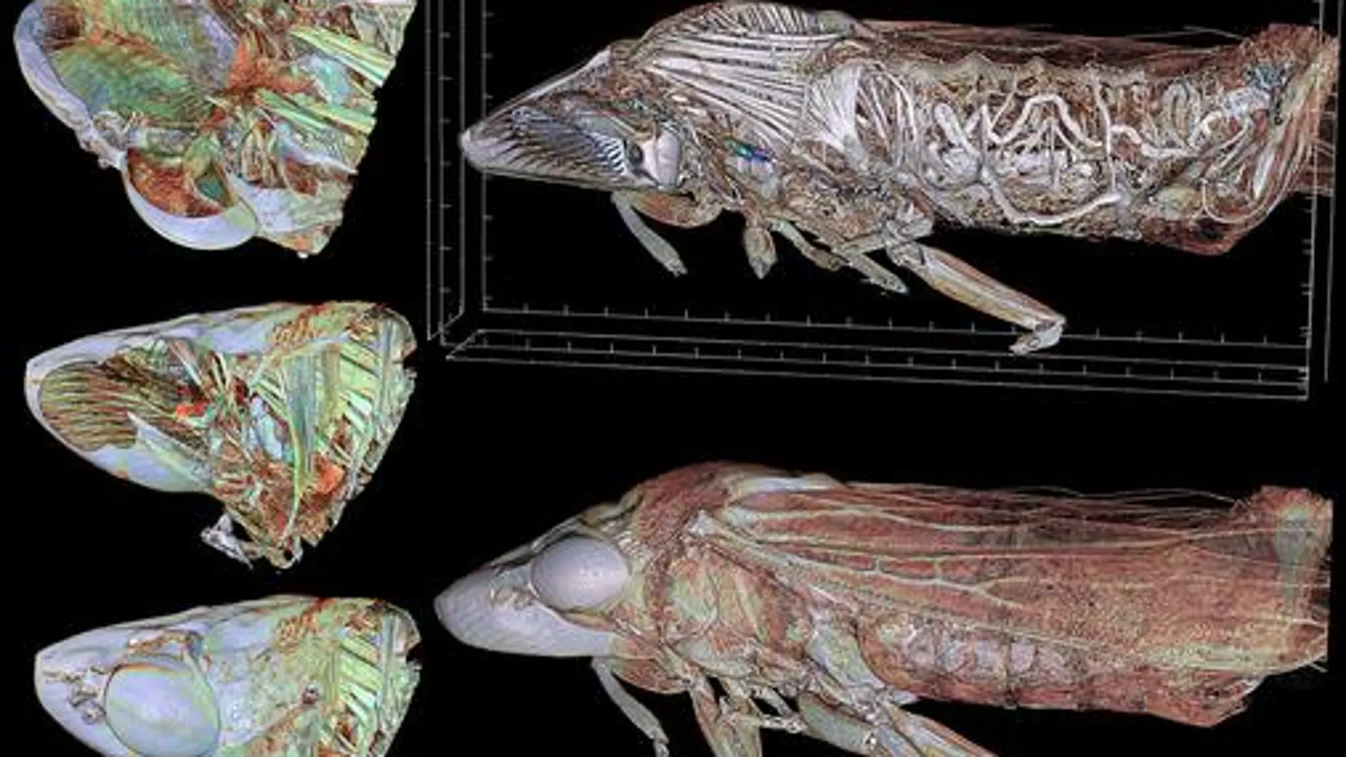 Imagen de la Homalodisca vitripennis, conocida comúnmente como 'cigarrilla de alas cristalinas', obtenida con microtomografía