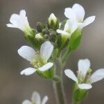 Los investigadores del MIT han convertido la Arabidopsis thaliana en una planta biónica