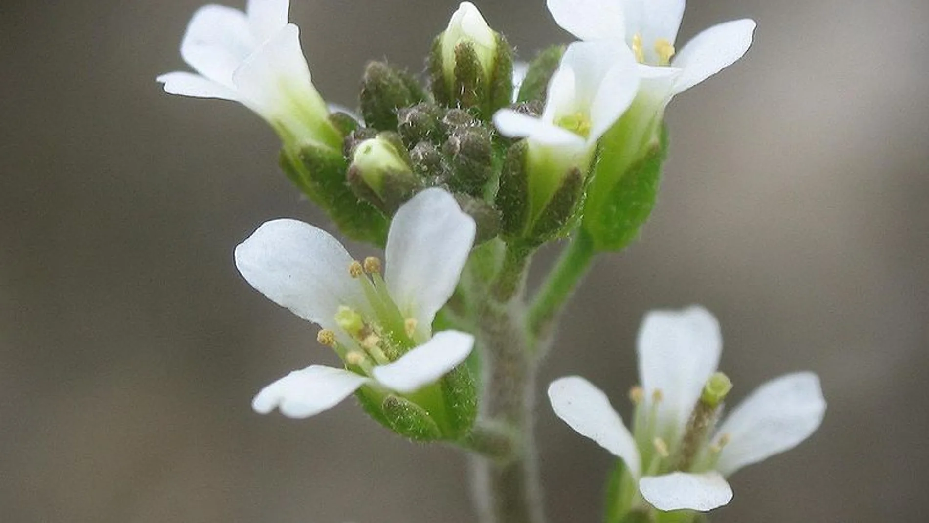 Los investigadores del MIT han convertido la Arabidopsis thaliana en una planta biónica