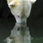 Un ejemplar de oso polar, una de las especies amenazadas