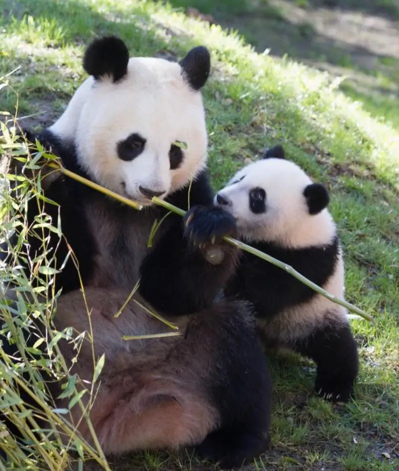 Osos panda en el Zoo Aquarium de Madrid 