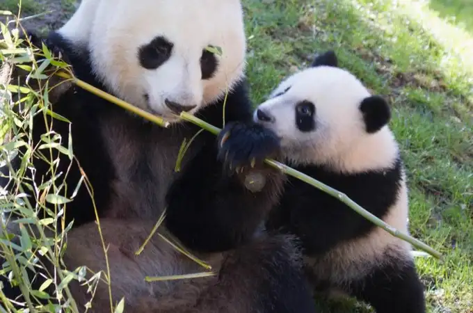 Relevo generacional en el Zoo de Madrid: llegan los pandas Jin Xi y Zhu Yu 