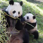 Osos panda en el Zoo Aquarium de Madrid 