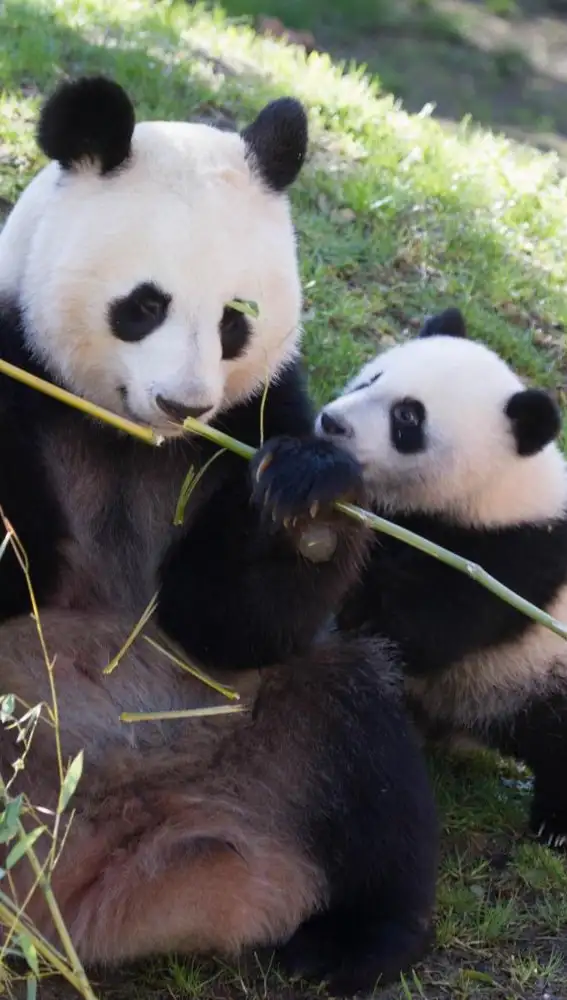 Zoo Aquarium de Madrid celebra el cumpleaños de la familia de osos panda