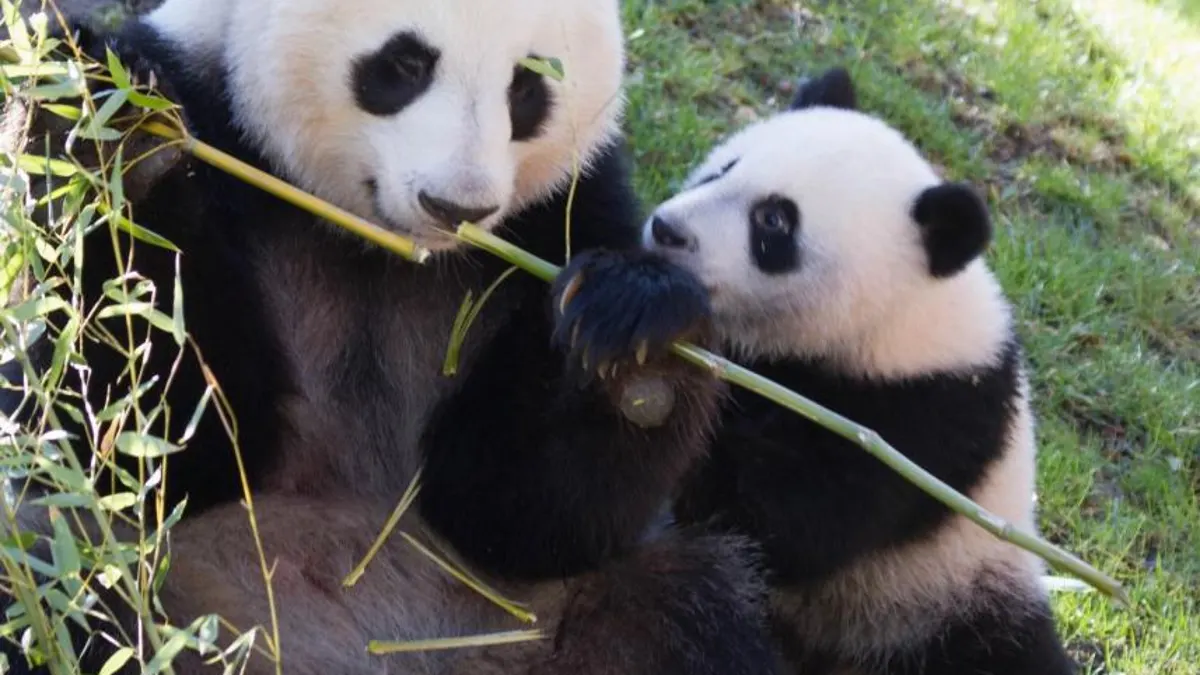 Relevo generacional en el Zoo de Madrid: llegan los pandas Jin Xi y Zhu Yu