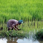 Plantación de arroz en la India