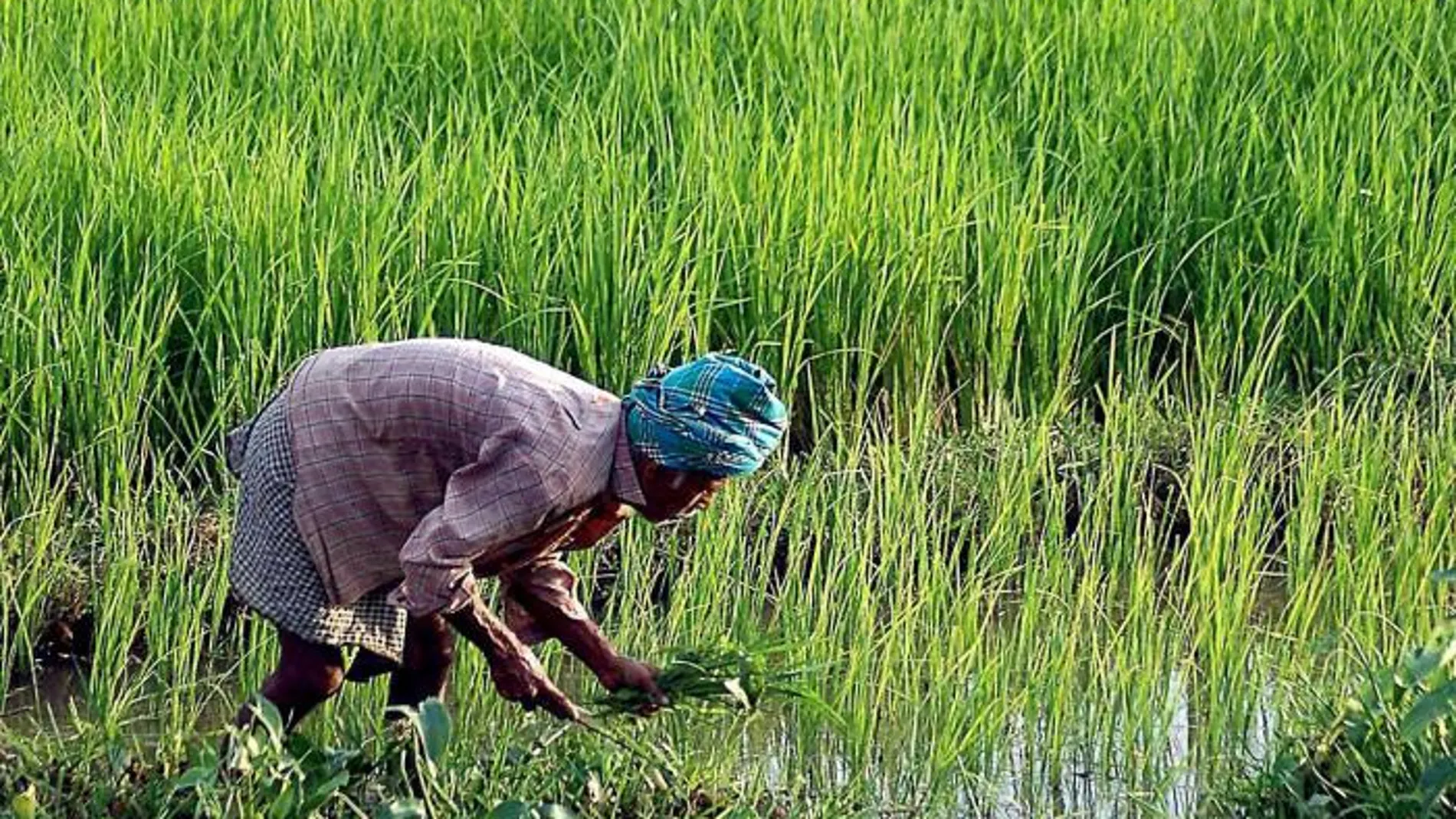 Plantación de arroz en la India