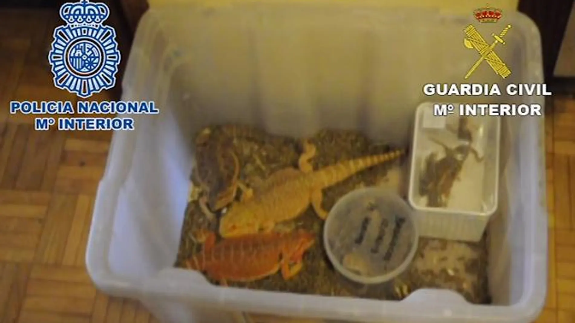 Los animales estaban en cajas de plástico
