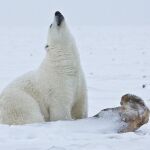 Los animales de zonas polares o de alta montaña son los primeros en mostrar la gravedad de los cambios provocados por el calentamiento global