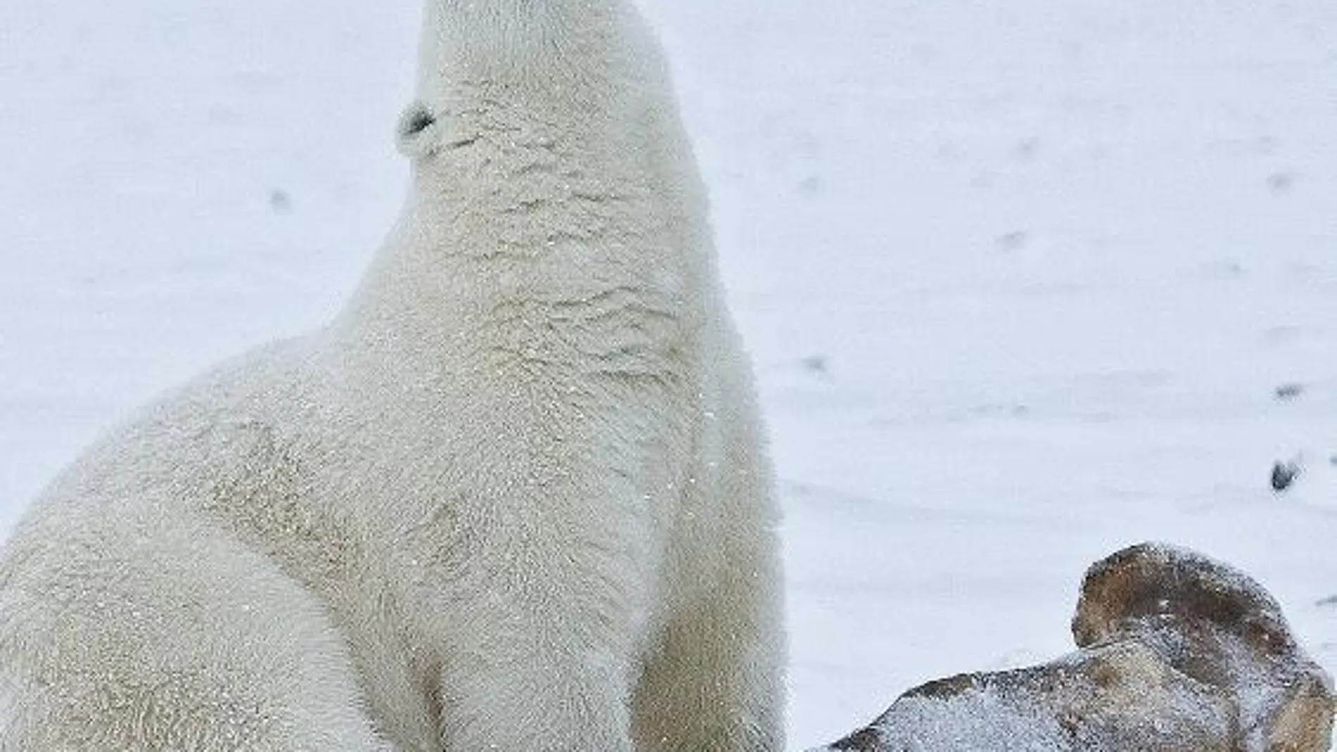 Los animales de zonas polares o de alta montaña son los primeros en mostrar la gravedad de los cambios provocados por el calentamiento global