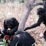 Varios chimpancés del clan Kasakela come los restos de un mono colobo rojo