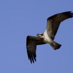 Pandion haliaetus