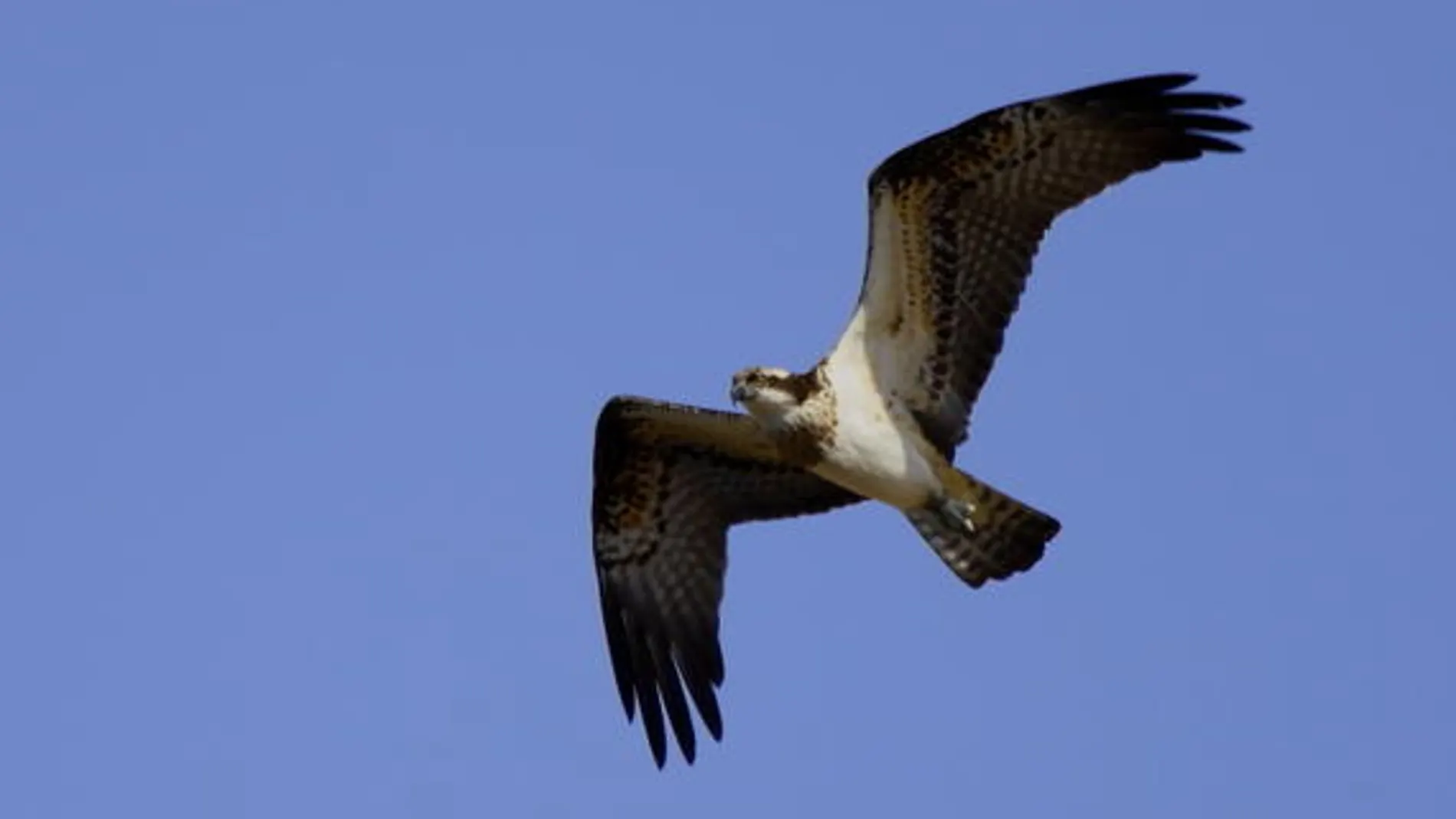 Pandion haliaetus