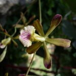 Encyclia navarroi recibe muy pocas visitas de las abejas, lo que garantiza la conservación de estas plantas