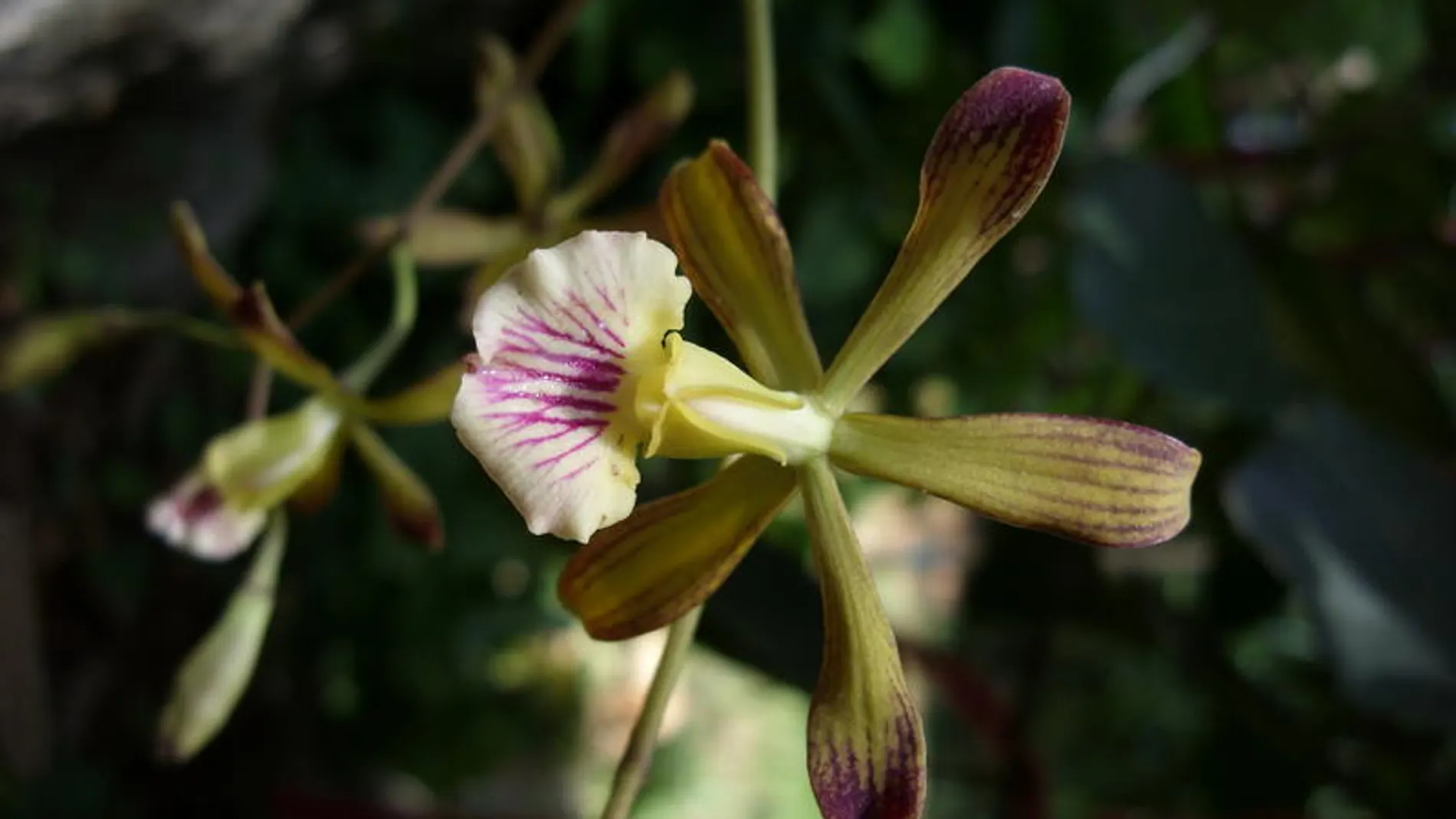 Encyclia navarroi recibe muy pocas visitas de las abejas, lo que garantiza la conservación de estas plantas