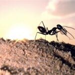 Una hormiga, en una imagen de archivo