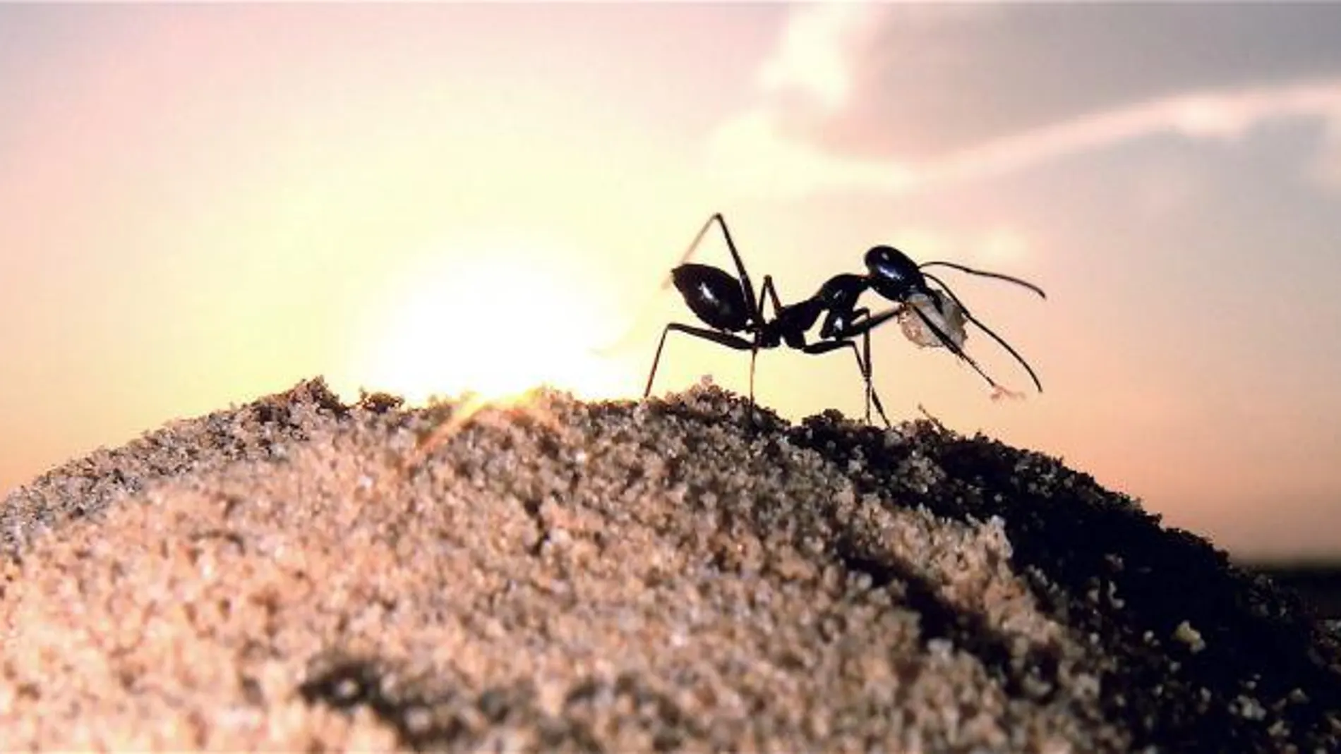 Una hormiga, en una imagen de archivo
