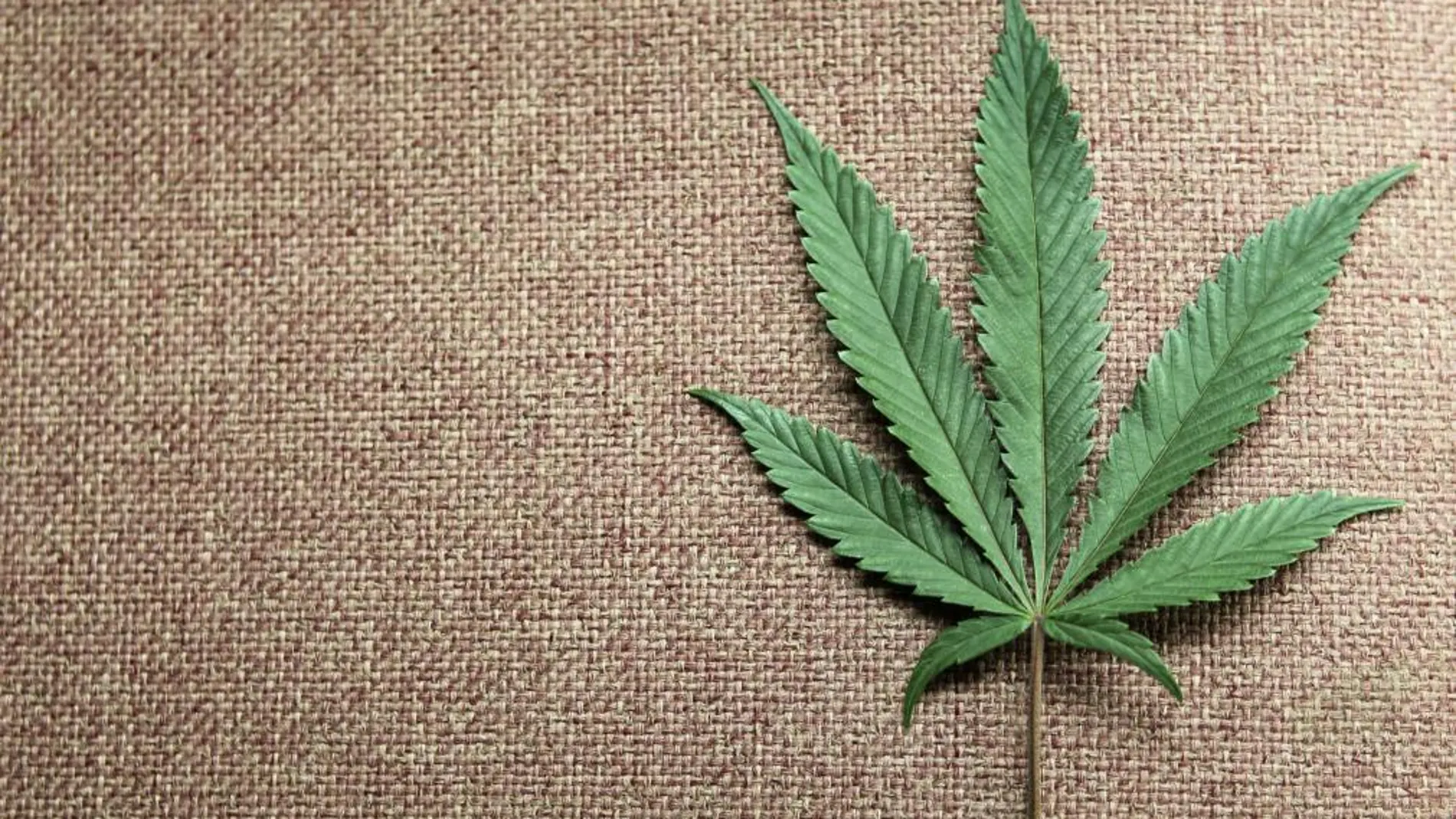 Una hoja de cannabis