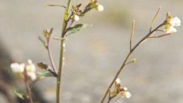 Esta planta transgénica está equipada con un receptor UVR8 mutado y se aclimata sin importar el nivel de radiación perjudicial que reciba