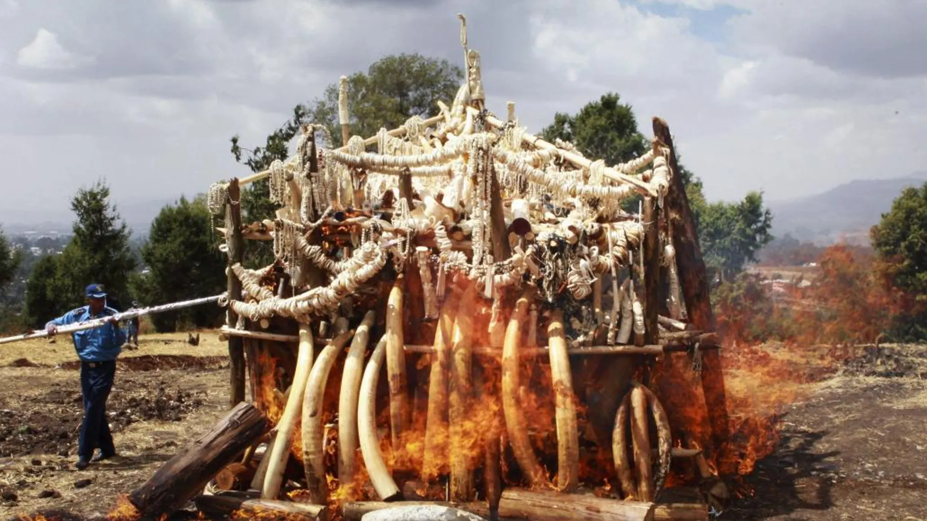 Una pira de colmillos de elefantes, quemados la pasada semana en Addis Abeba (Etiopía) para evitar su comercialización