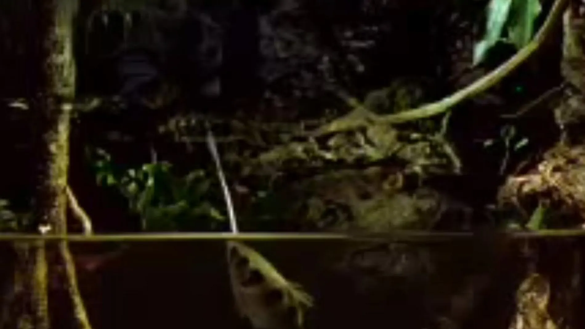 Momento en el que el pez arquero escupe a un insecto