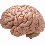 Las distintas partes del cerebro
