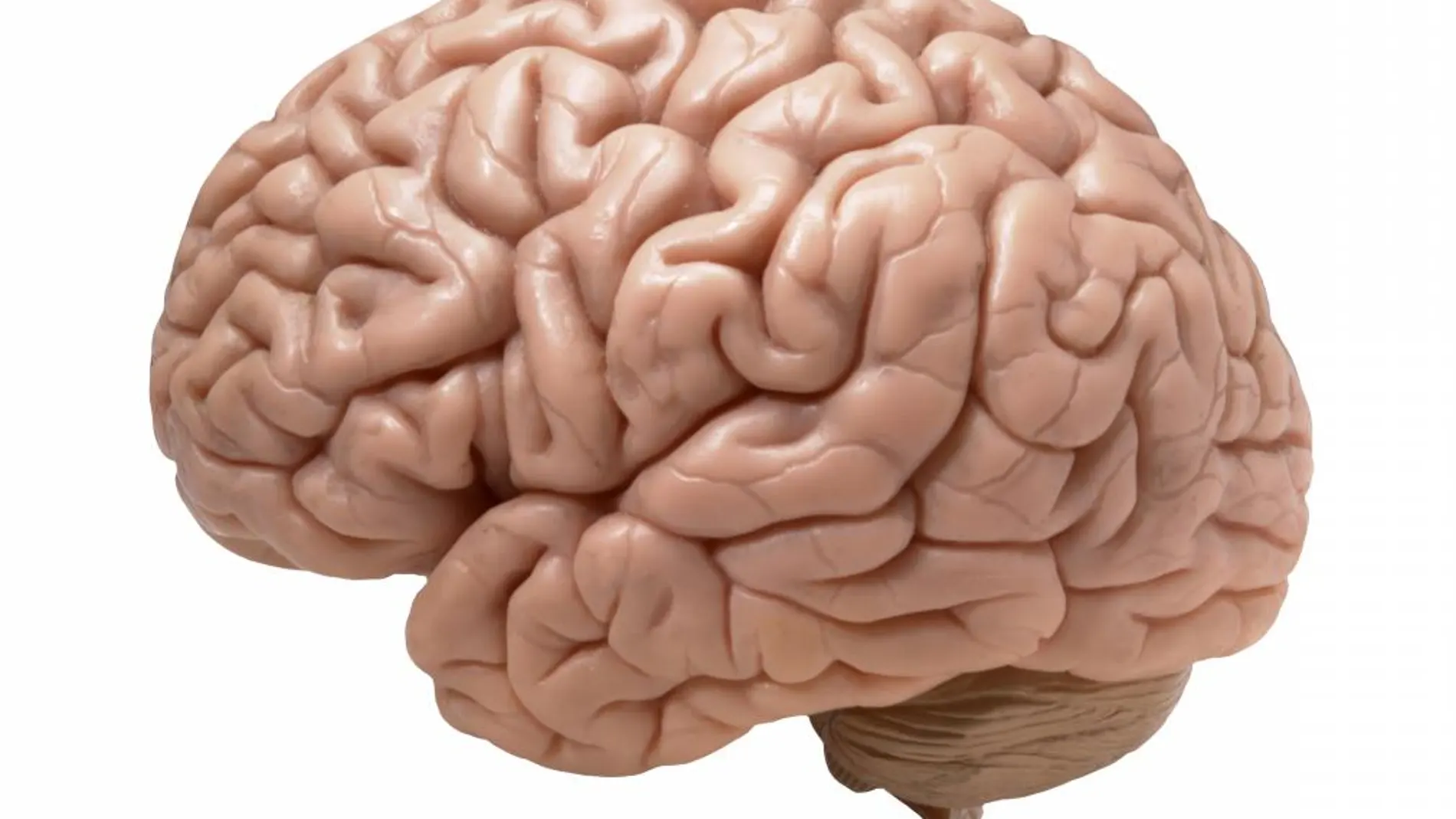 Las distintas partes del cerebro