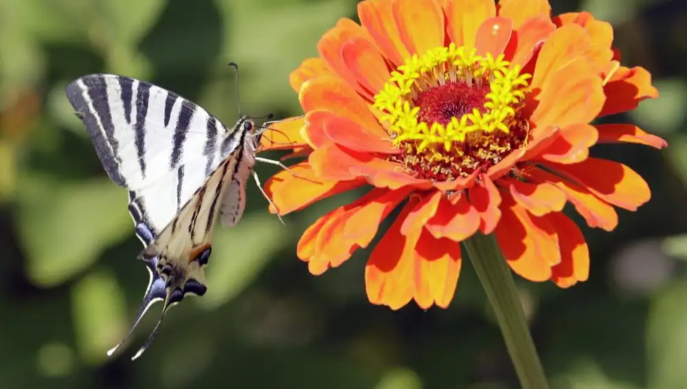 Una mariposa en una flor, en una imagen tomada en los alrededores de Belgrado. Las flores emiten ocimenos, que atraen a las mariposas.