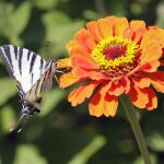 Una mariposa en una flor, en una imagen tomada en los alrededores de Belgrado. Las flores emiten ocimenos, que atraen a las mariposas.
