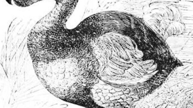 La extinción del dodo a finales del siglo XVII, convirtió a esta especie en el arquetipo de especie extinta por causa de seres humanos