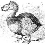 La extinción del dodo a finales del siglo XVII, convirtió a esta especie en el arquetipo de especie extinta por causa de seres humanos