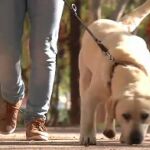 Una medallista invidente adopta a un perro lazarillo ciego
