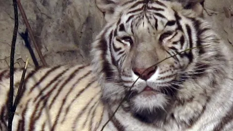 Un tigre de bengala