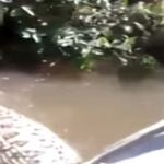 Imagen de la anaconda junto a la embarcación