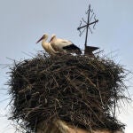 Cigüeñas blancas en invierno, en el nido de Languilla