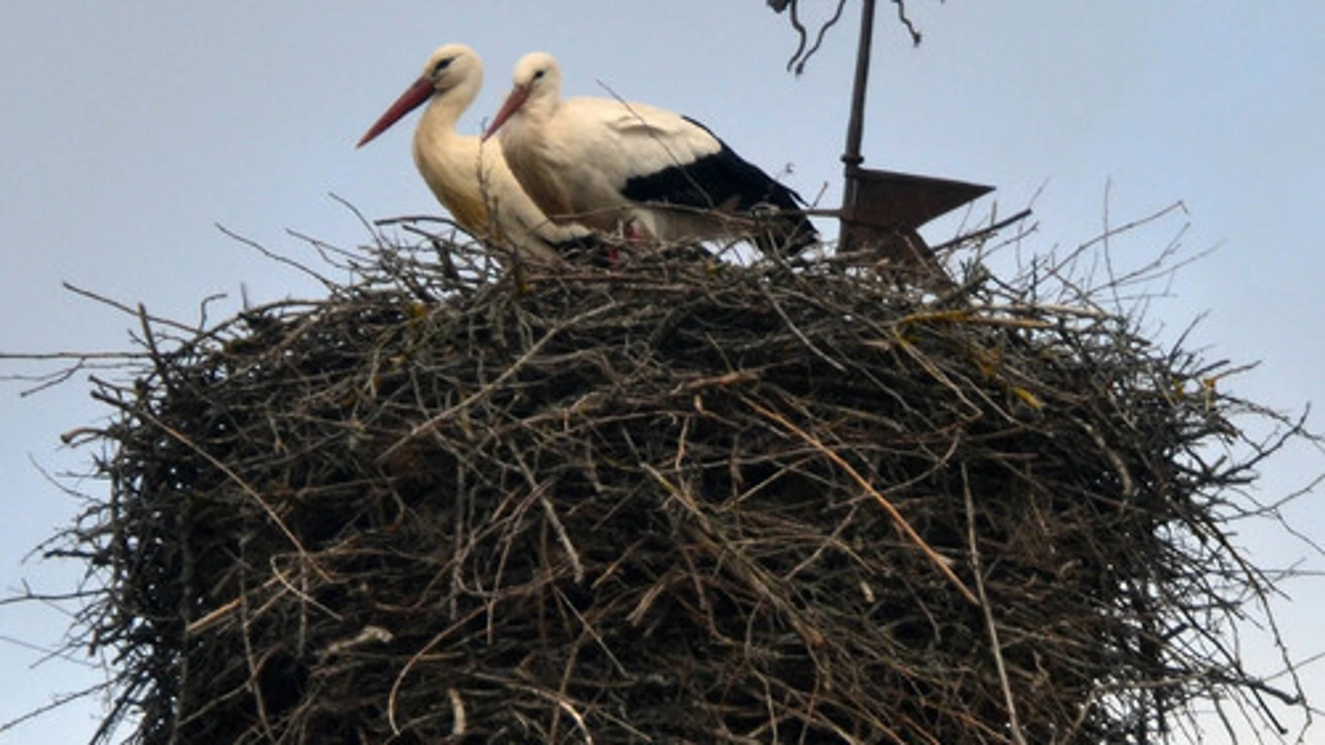 Cigüeñas blancas en invierno, en el nido de Languilla