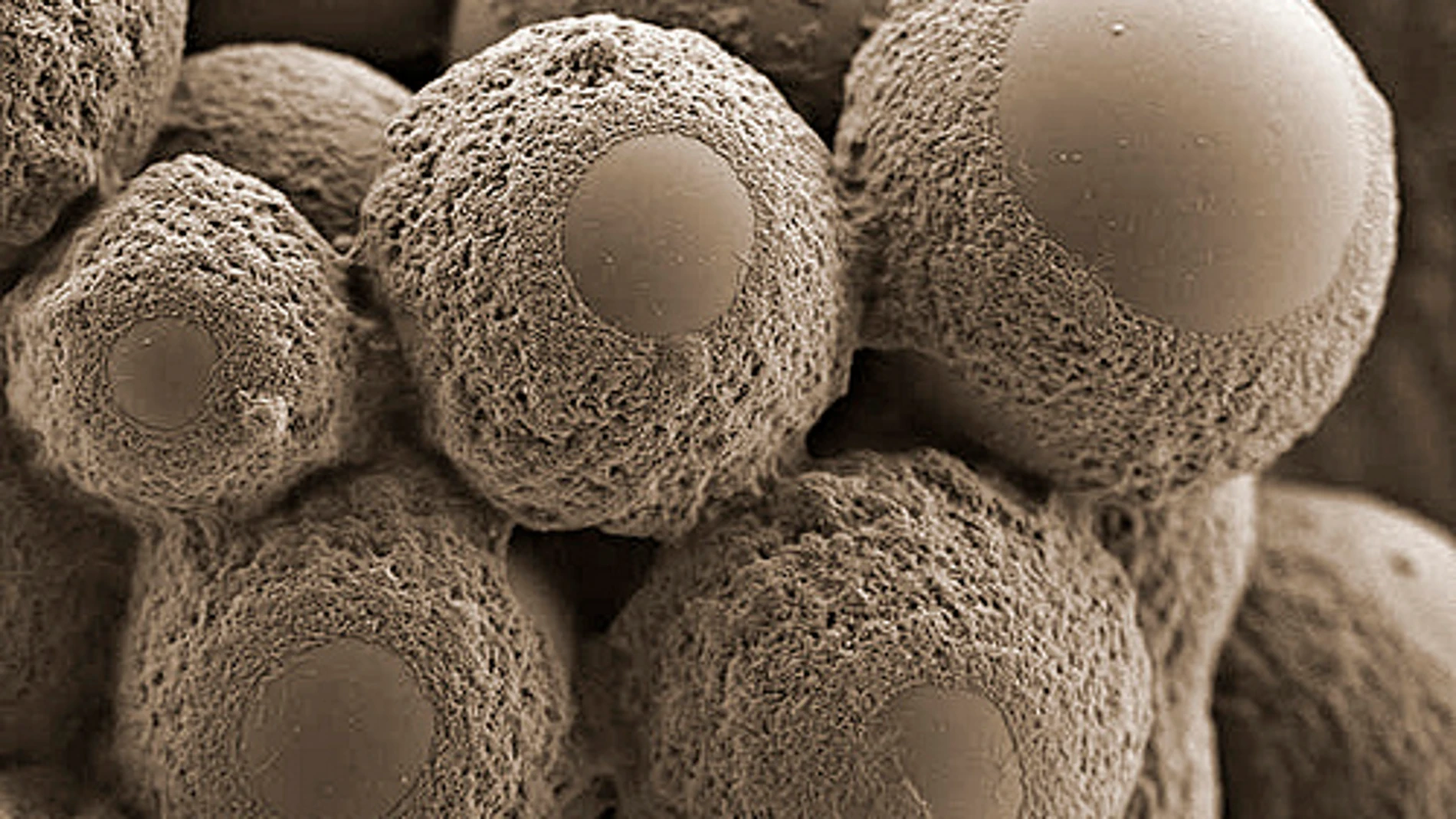 Imagen de varias bacterias