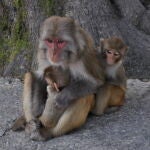 Una madre macaco Rhesus con dos crías